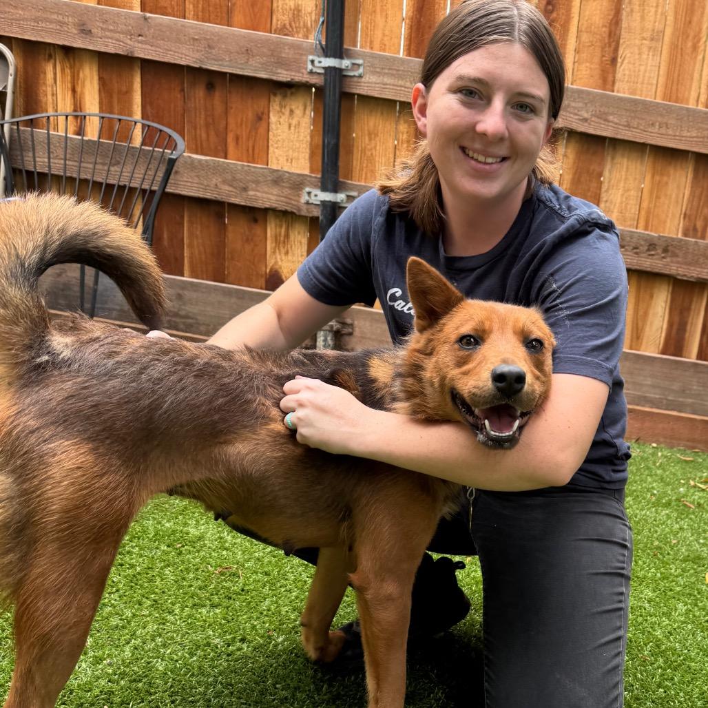 Enlarge FOXIE, a Adoptable mixed breed in Point Richmond, CA image 3/6
