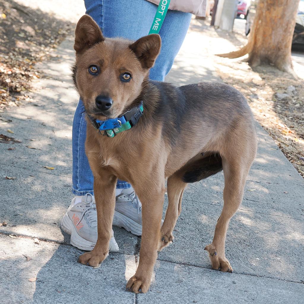 Enlarge FOXIE, a Adoptable mixed breed in Point Richmond, CA image 4/6