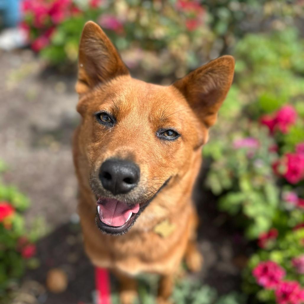 Enlarge FOXIE, a Adoptable mixed breed in Point Richmond, CA image 5/6