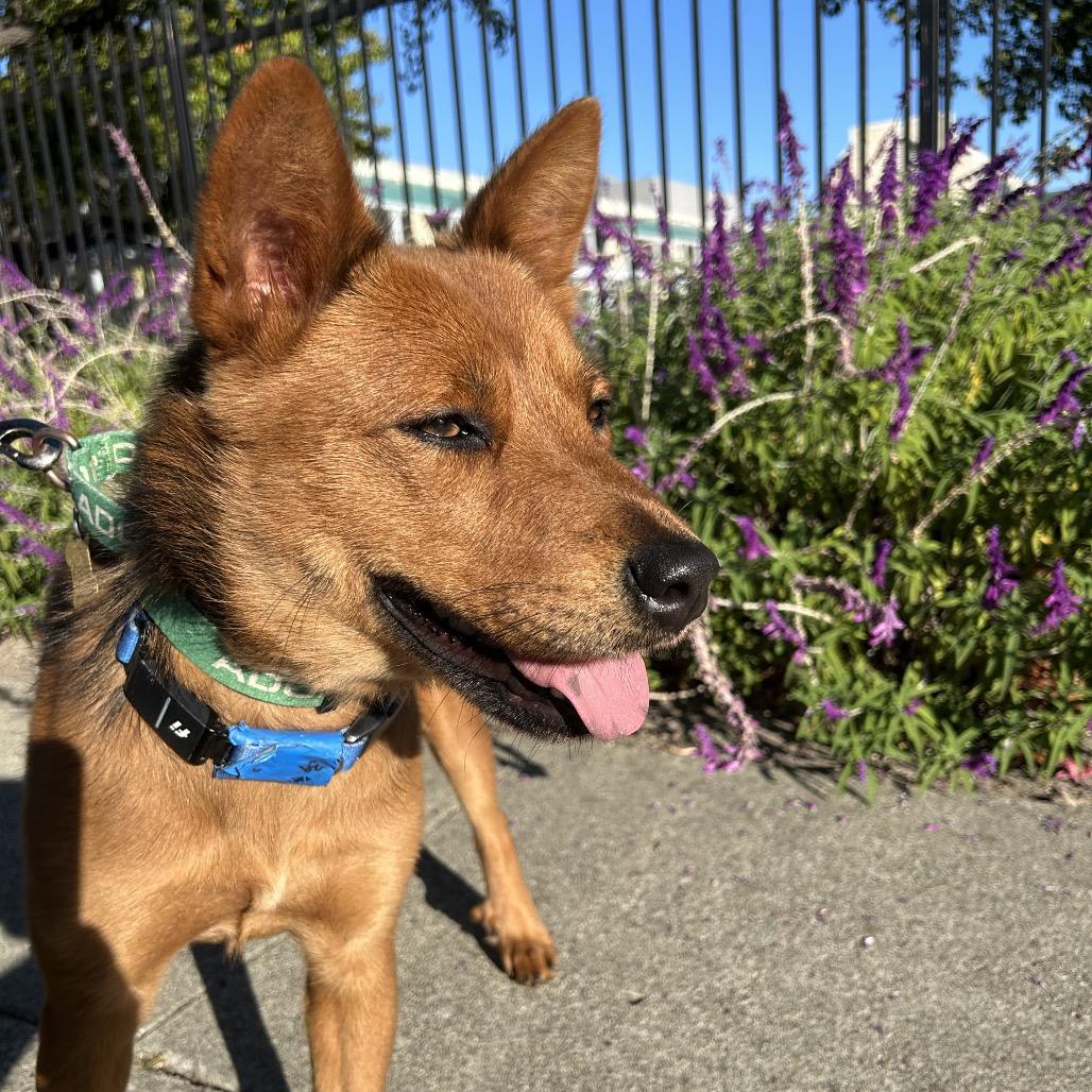 Enlarge FOXIE, a Adoptable mixed breed in Point Richmond, CA image 6/6