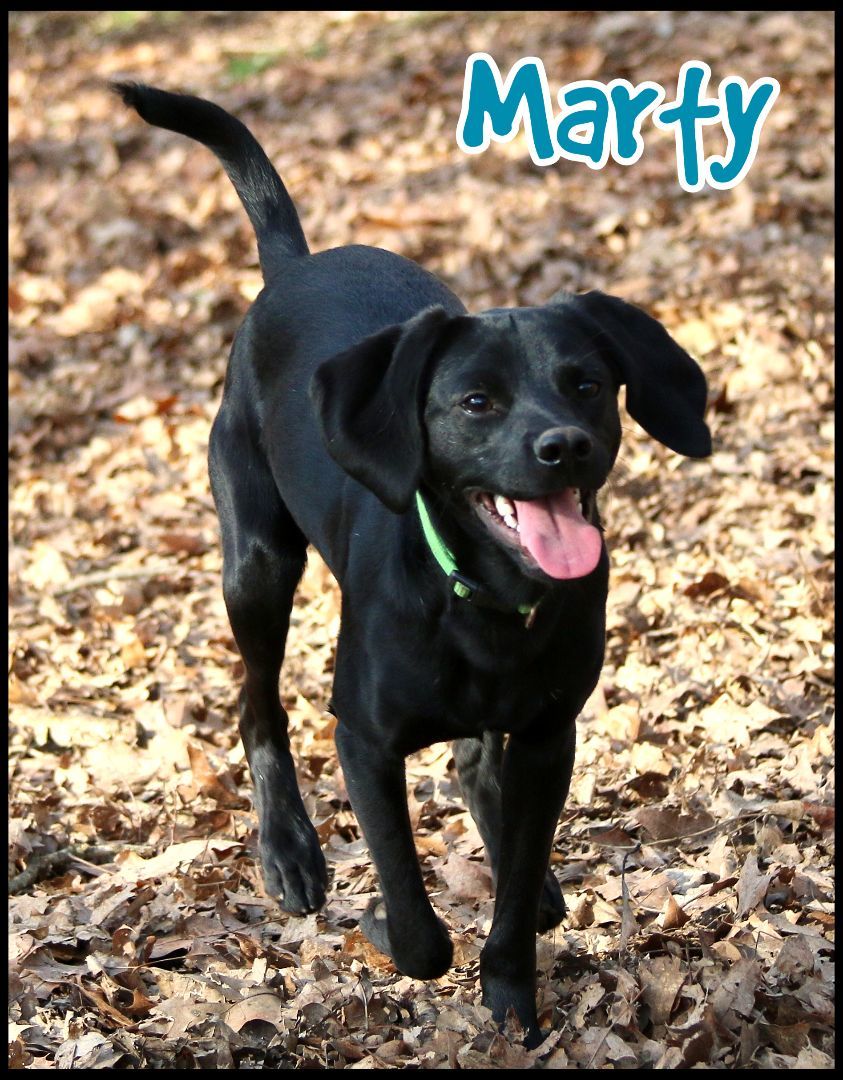Dog for adoption Marty, a Beagle Mix in Shippenville, PA Petfinder