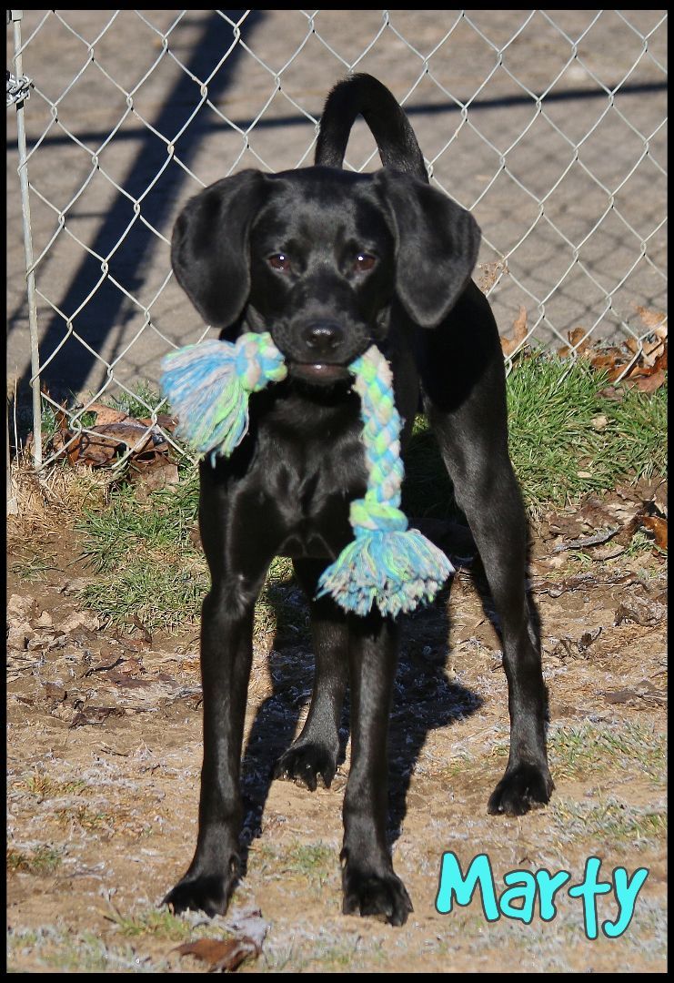 Dog for adoption Marty, a Beagle Mix in Shippenville, PA Petfinder