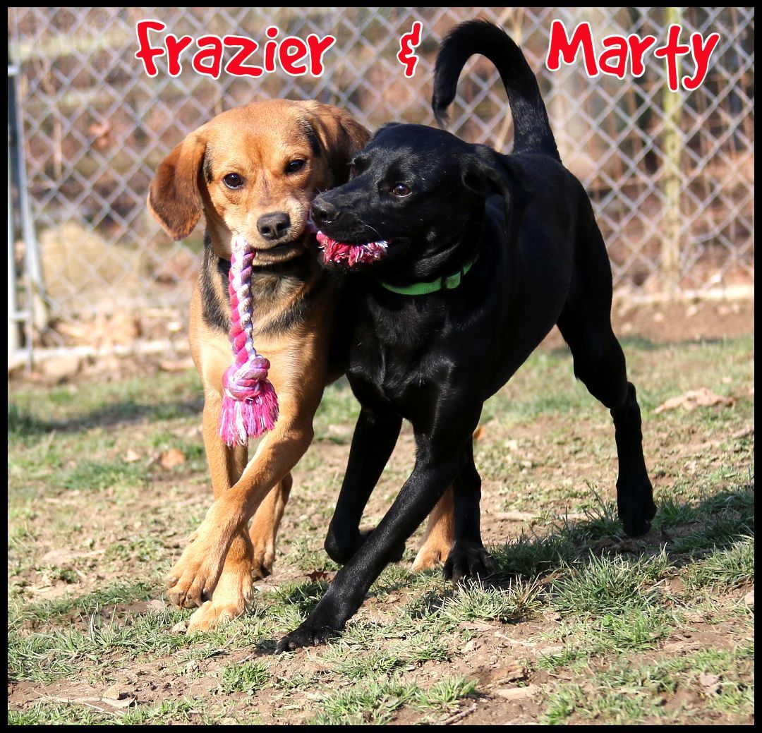 Dog for adoption Marty, a Beagle Mix in Shippenville, PA Petfinder