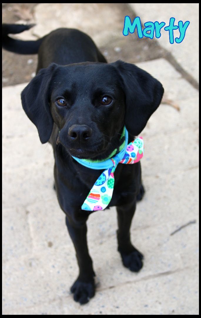 Dog for adoption Marty, a Beagle Mix in Shippenville, PA Petfinder