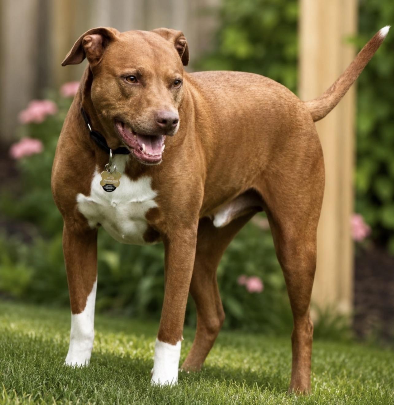 Enlarge Darby , a Adopted mixed breed in Voorhees, NJ image 2/6