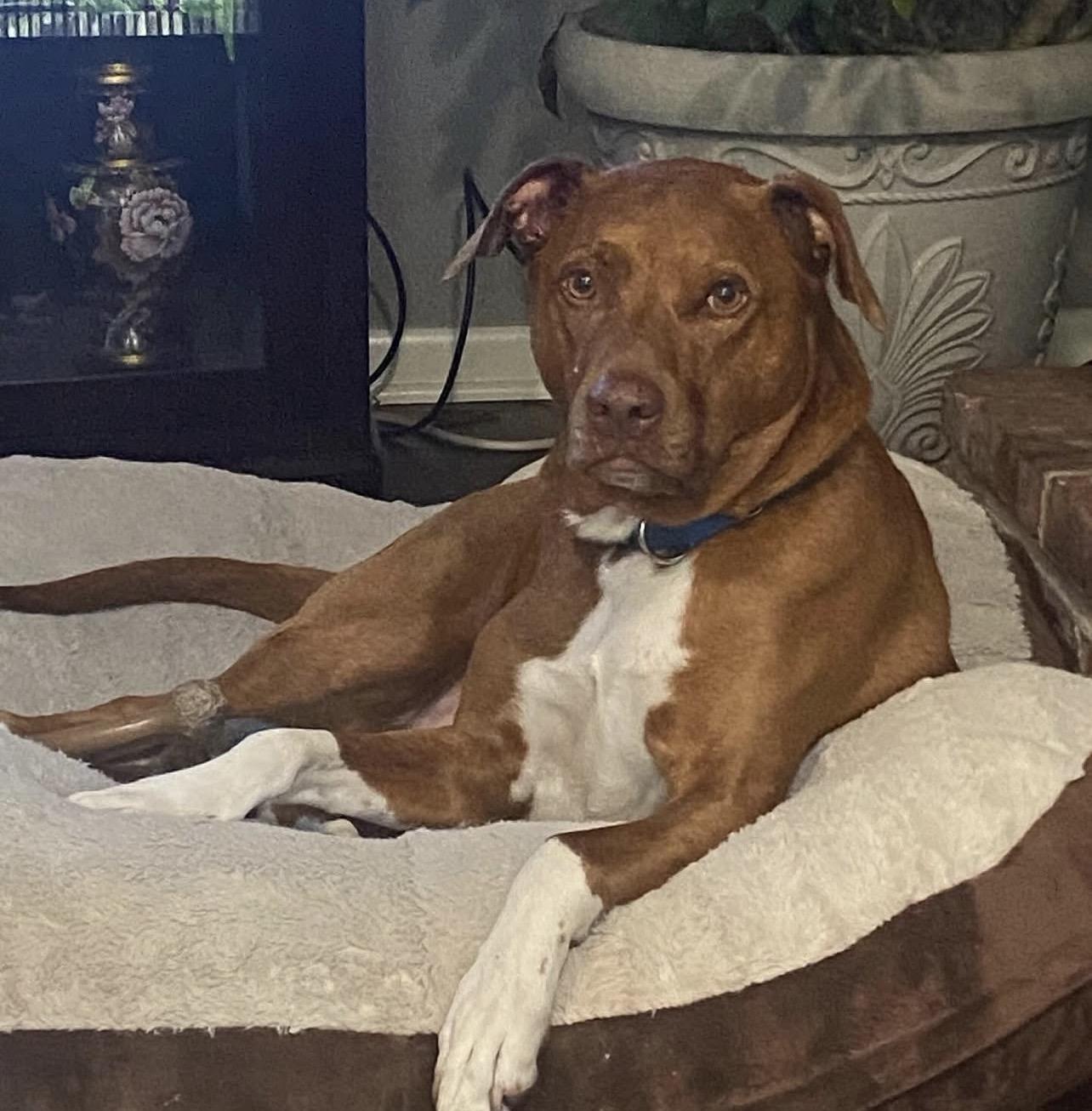 Enlarge Darby , a ADOPTABLE mixed breed in Voorhees, NJ image 1/3