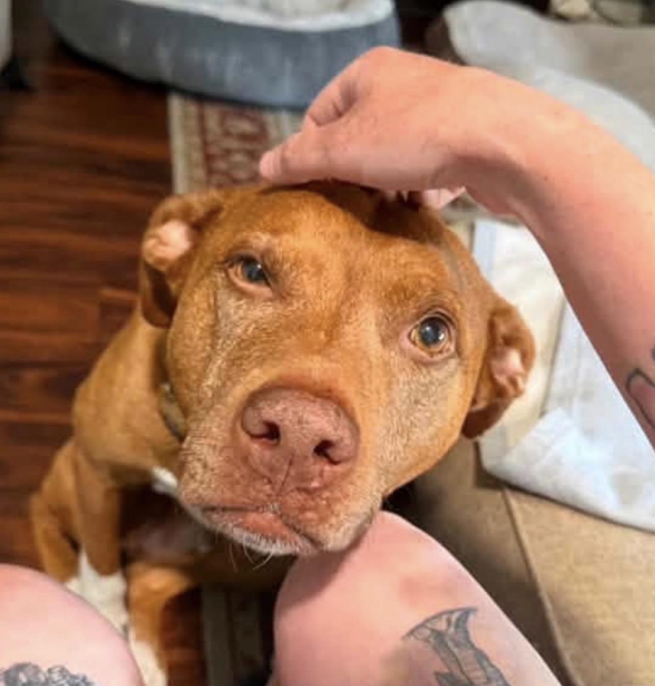 Darby , Adopted, Senior Male Coonhound & American Staffordshire Terrier.