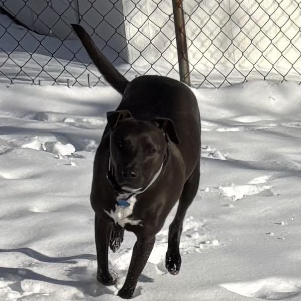 Enlarge Chase, a Adoptable mixed breed in Kansas City, MO image 1/6