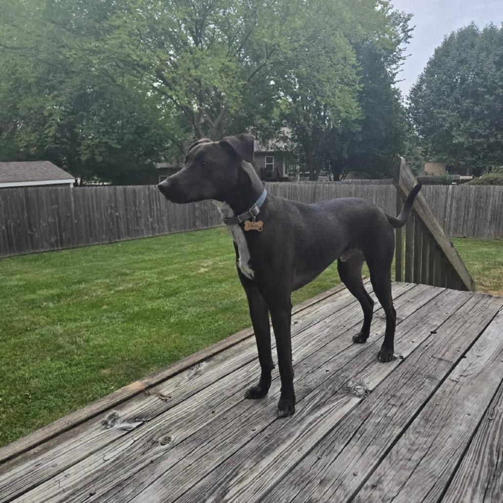 Chase, Adoptable, Adult Male Labrador Retriever & Mixed Breed.