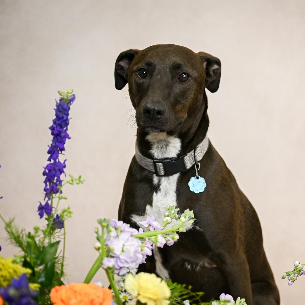 Enlarge Chase, a Adoptable mixed breed in Kansas City, MO image 2/6