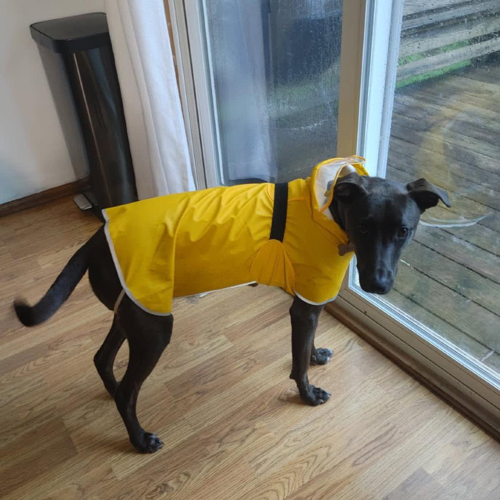 Chase, a Adoptable mixed breed in Kansas City, MO image 2/6