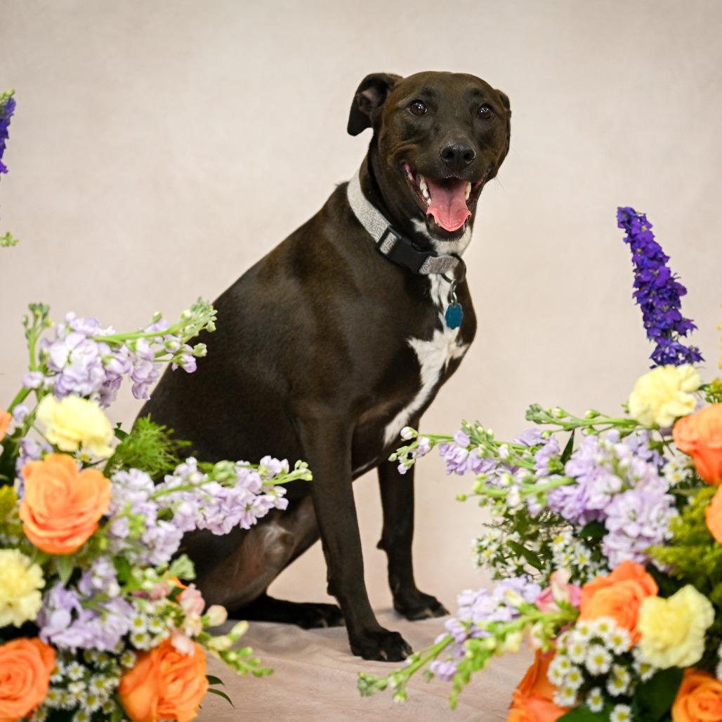 Enlarge Chase, a Adoptable mixed breed in Kansas City, MO image 3/6