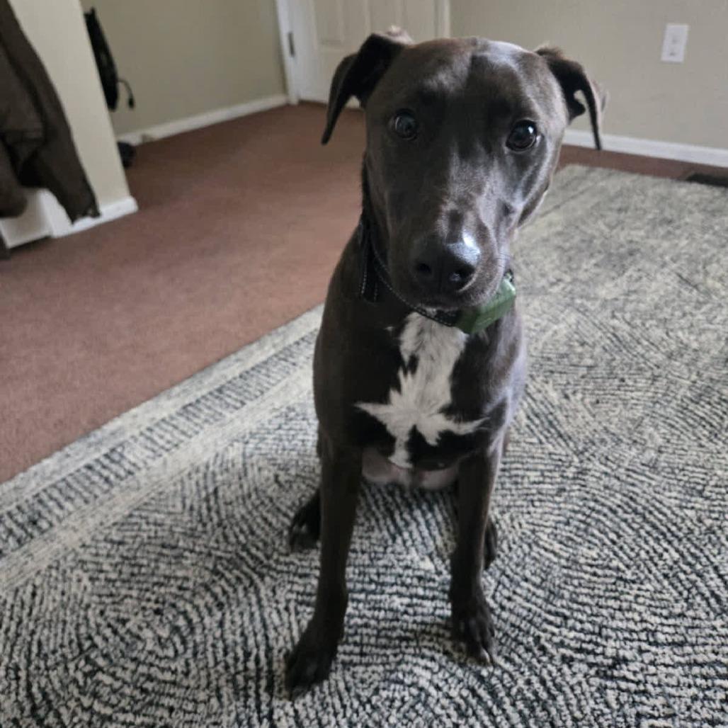 Chase, a Adoptable mixed breed in Kansas City, MO image 3/6