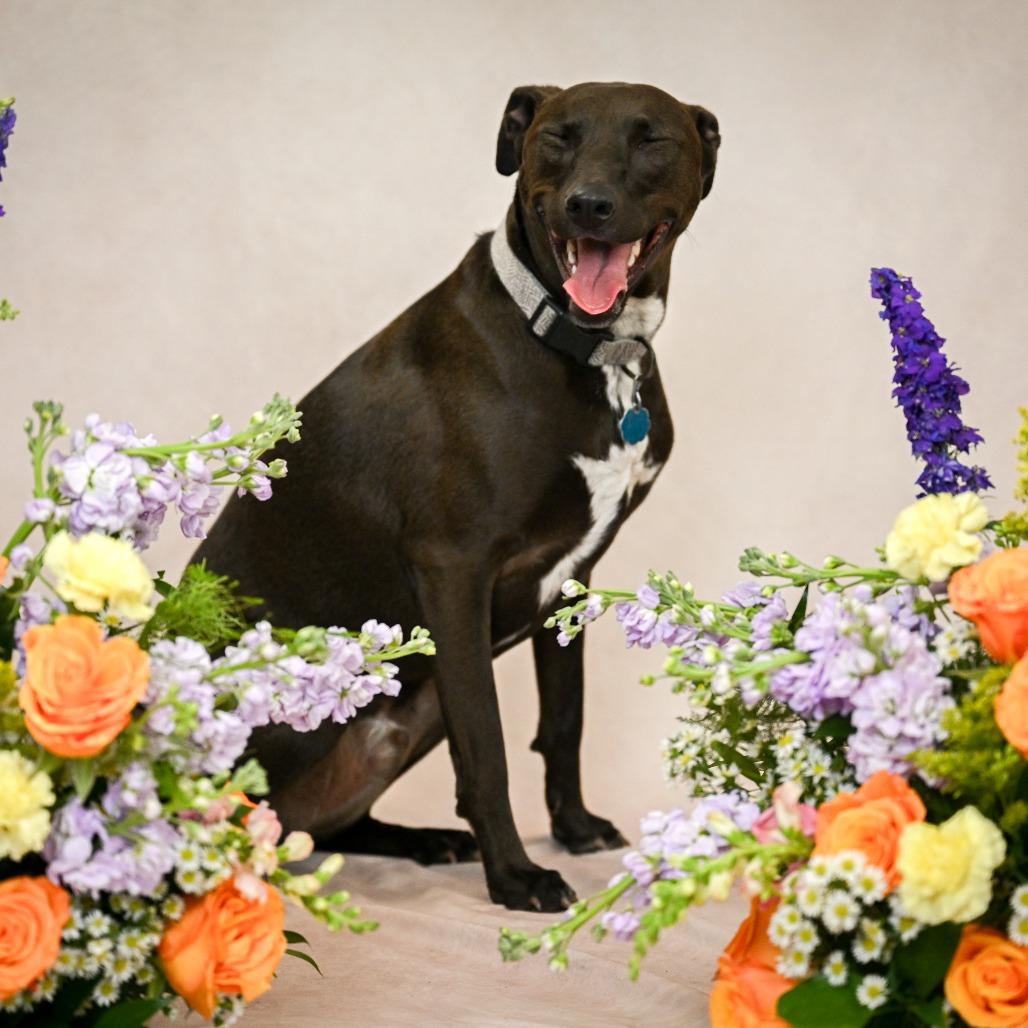 Enlarge Chase, a Adoptable mixed breed in Kansas City, MO image 4/6