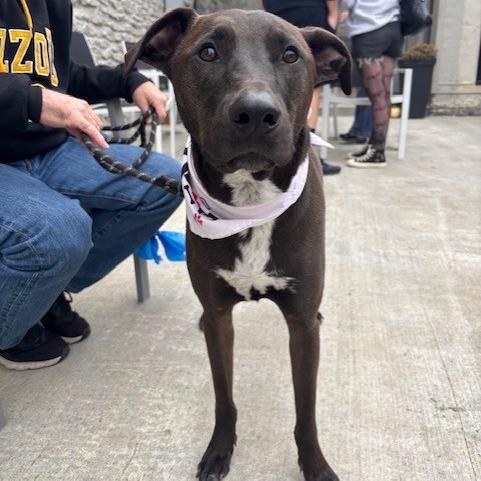 Chase, a Adoptable mixed breed in Kansas City, MO image 4/6