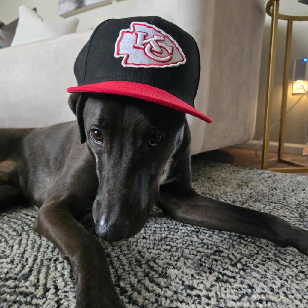 Chase, a Adoptable mixed breed in Kansas City, MO image 5/6