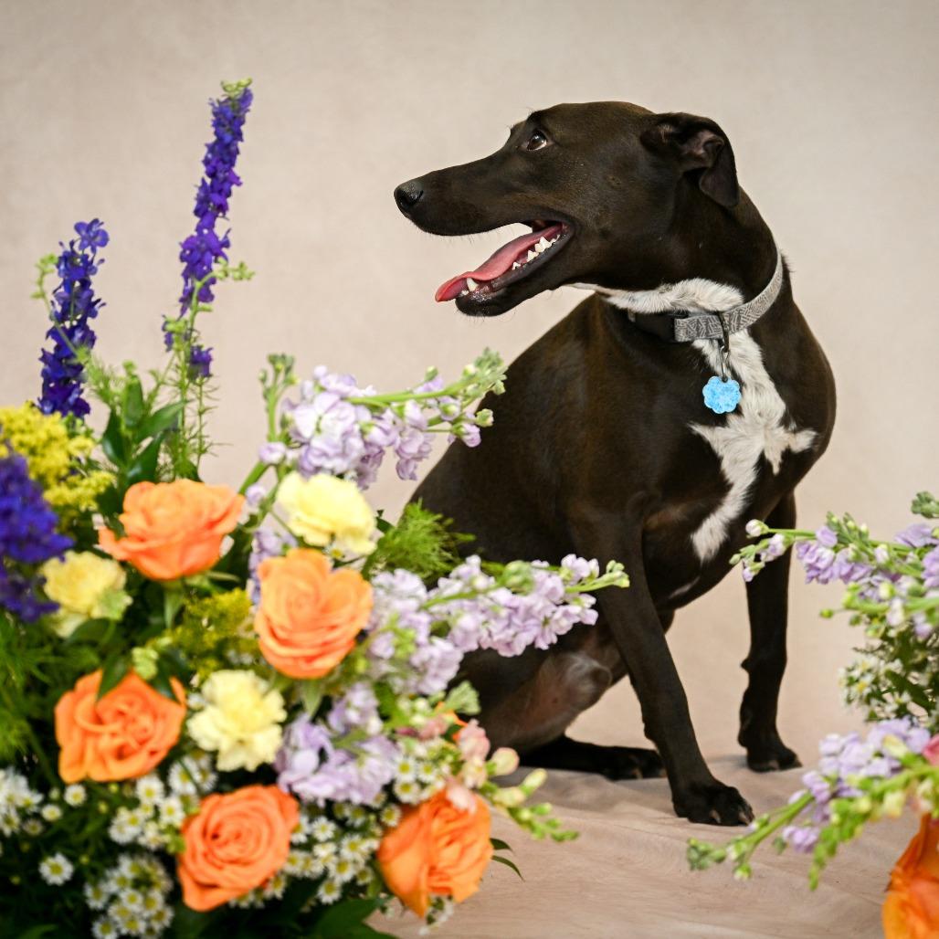 Enlarge Chase, a Adoptable mixed breed in Kansas City, MO image 6/6