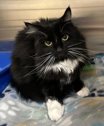 Hoshi, Adoptable, Young Female Domestic Medium Hair & Domestic Short Hair.