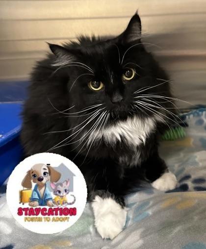 Hoshi, Adoptable, Young Female Domestic Medium Hair & Domestic Short Hair.