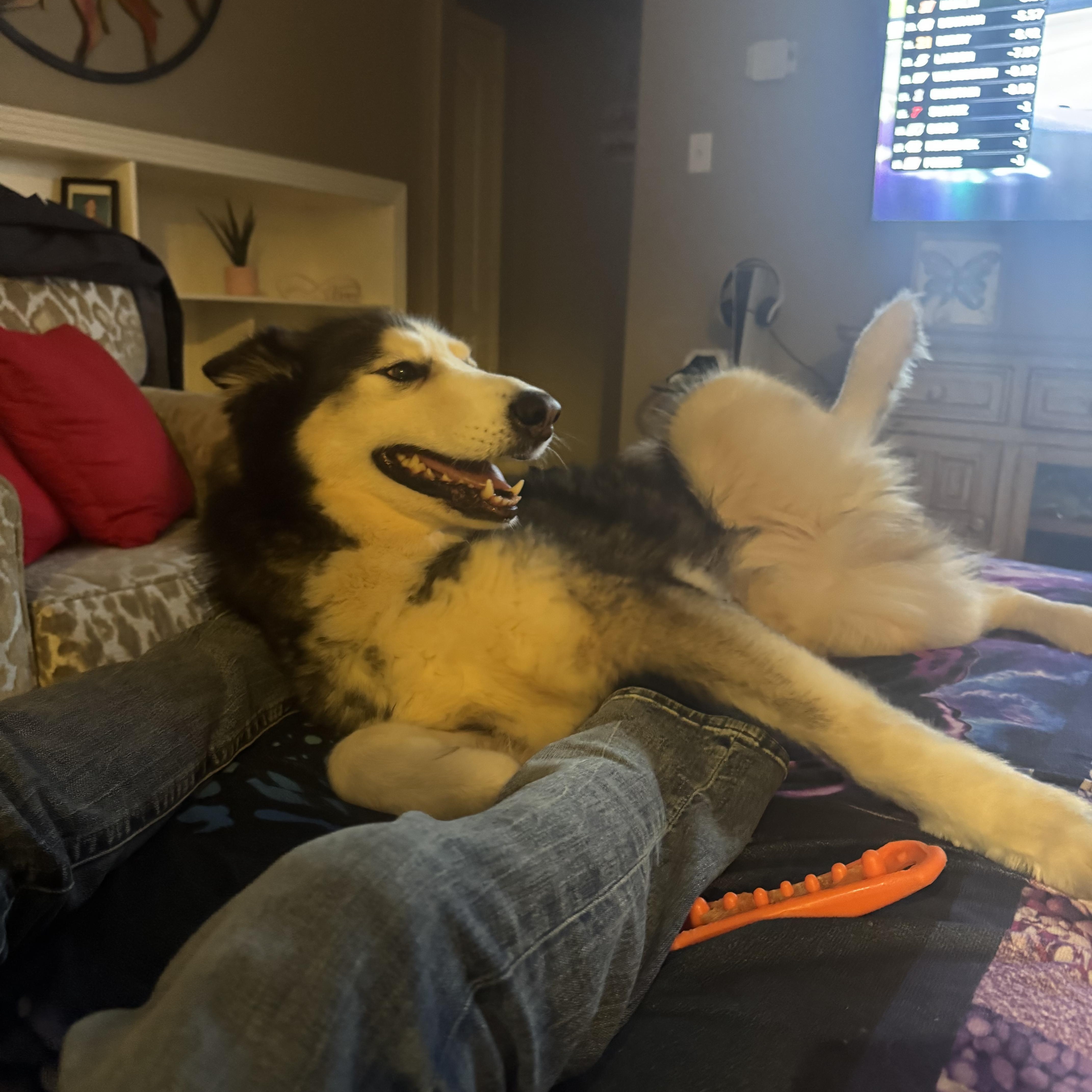 Enlarge Daniel, a Adoptable Husky in Austin, TX image 2/6