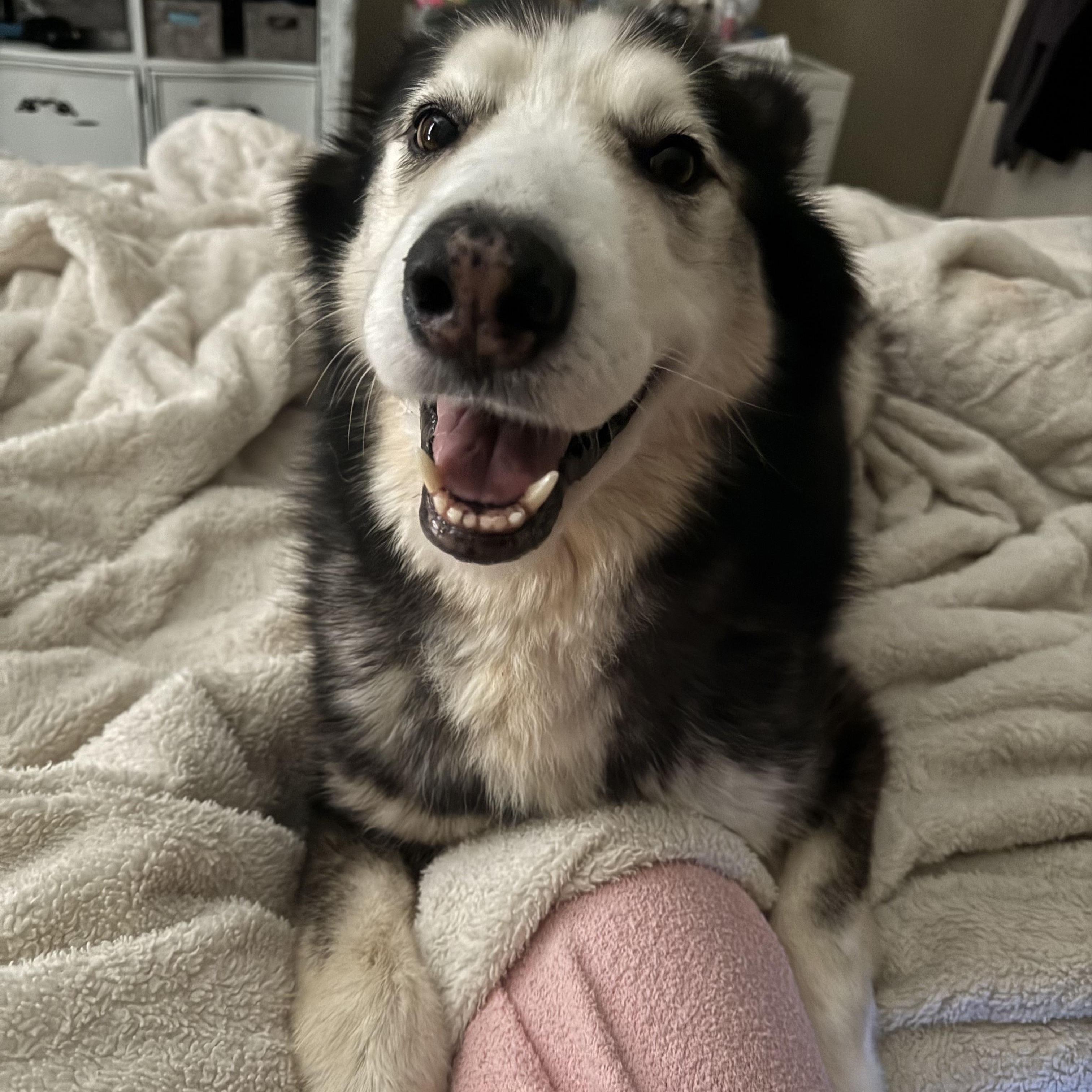 Enlarge Daniel, a Adoptable Husky in Austin, TX image 4/6