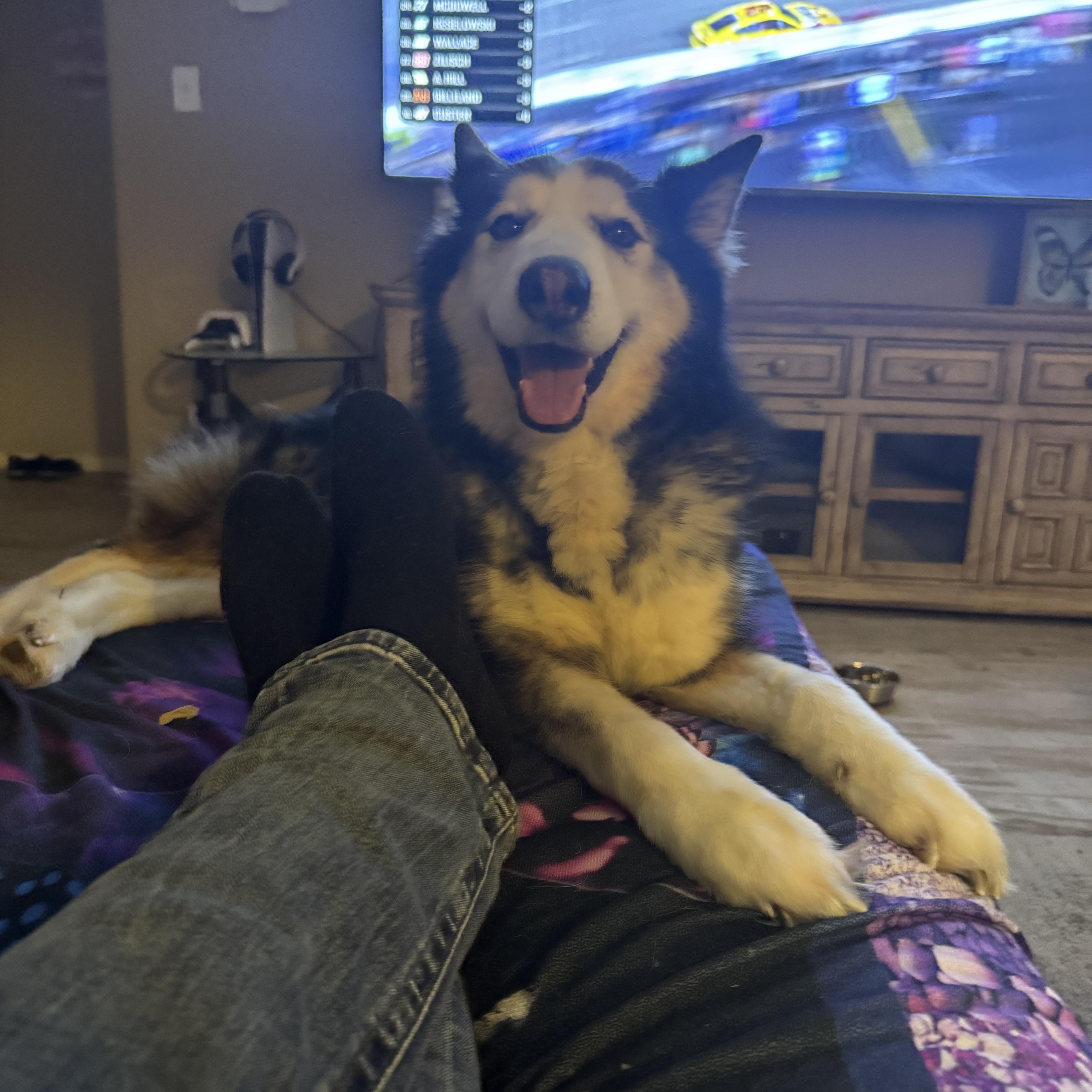 Daniel, Adoptable, Adult Male Husky.