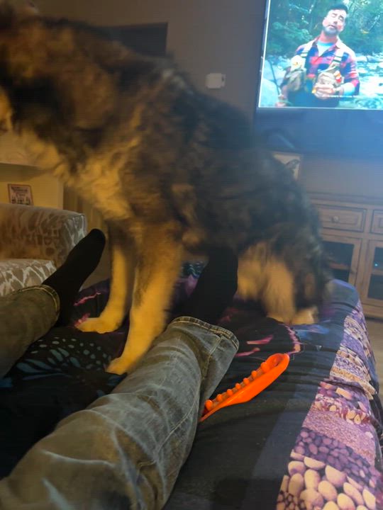 Enlarge Daniel, a Adoptable Husky in Austin, TX video 3/6