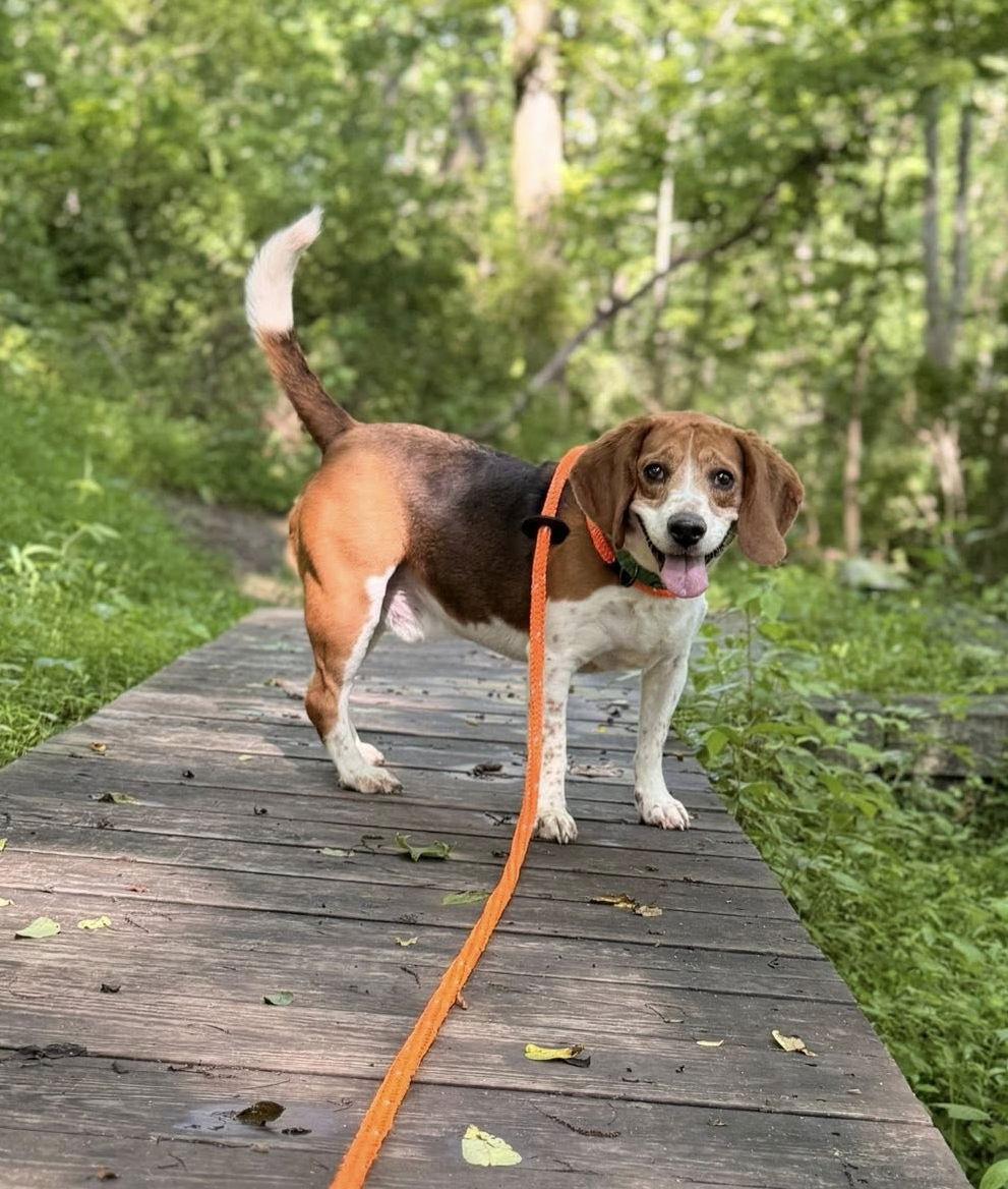 Cooper, a Adoptable Beagle in Chester, NJ image 1/3