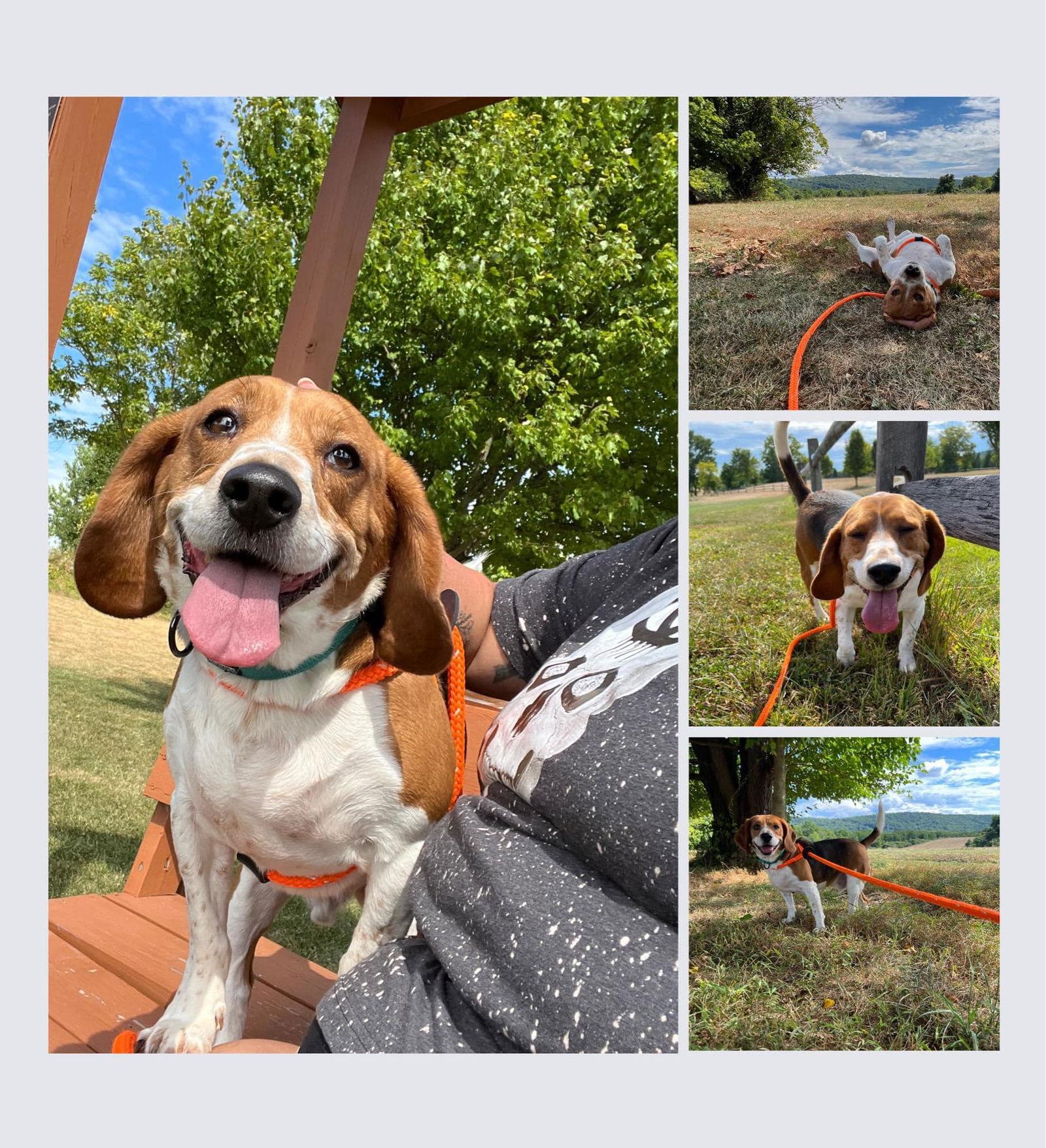 Cooper, a Adoptable Beagle in Chester, NJ image 2/3