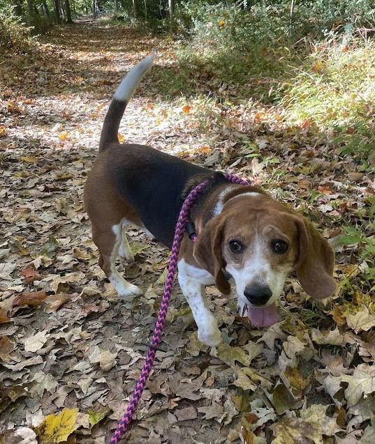 Cooper, Adoptable, Senior Male Beagle.
