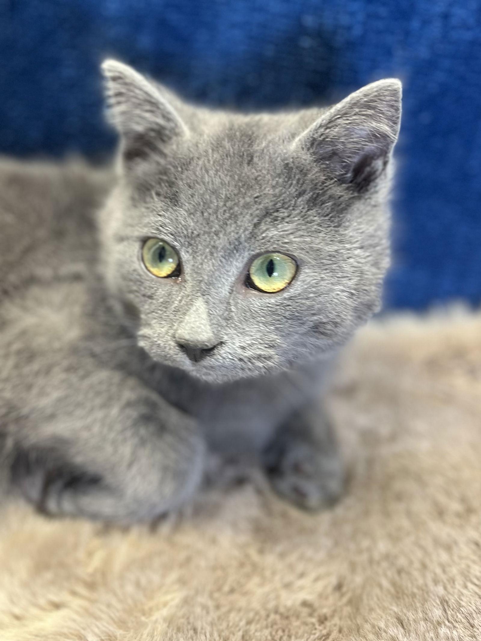 Enlarge Mike - SEE ME AT PETCO!, a Adoptable mixed breed in Cookeville, TN image 3/3