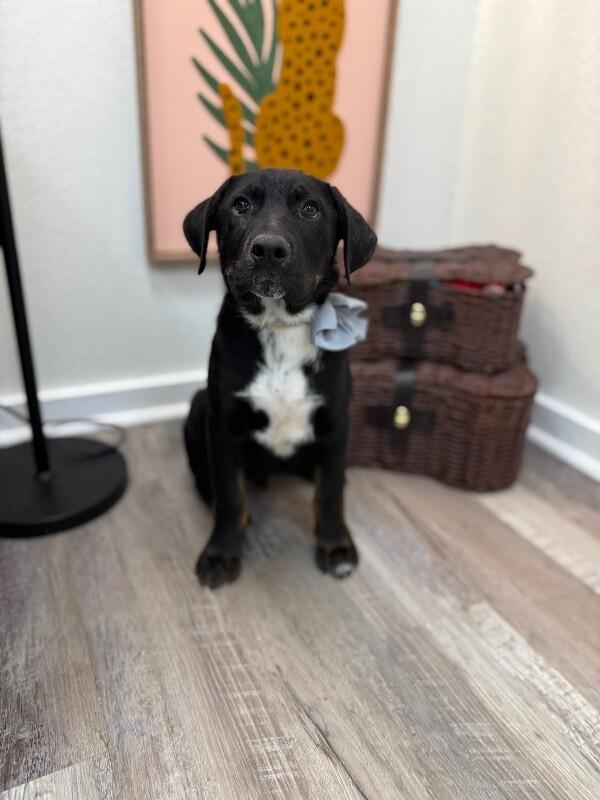 Ludo Boop-the-Snoot McWigglebutt — thumbnail 5