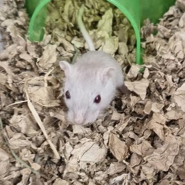 Enlarge Grey Wind with Nymeria and Lady- in foster, a Adoptable Gerbil in Springfield, MA image 1/1