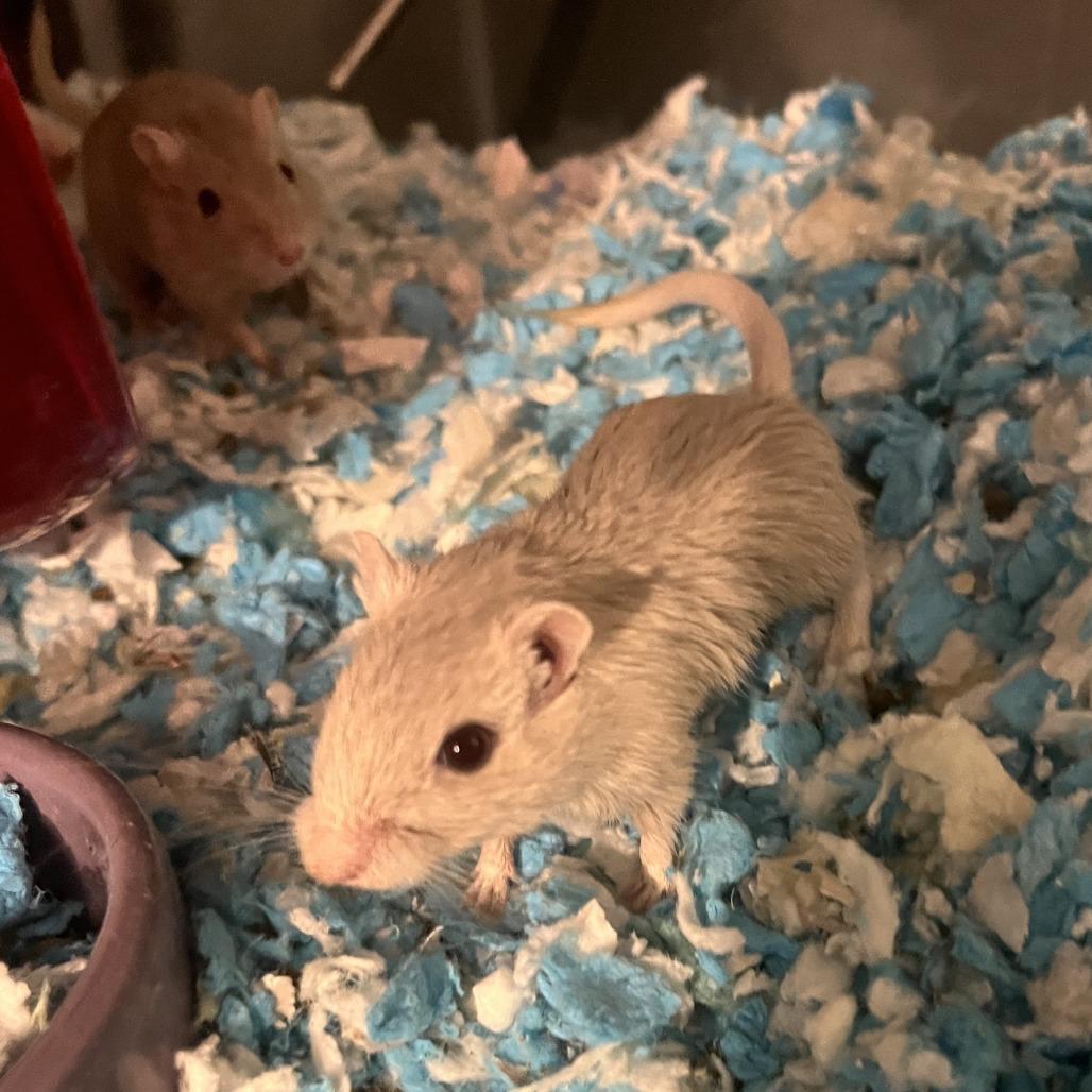 Enlarge Grey Wind with Nymeria and Lady- in foster, a Adoptable Gerbil in Springfield, MA image 2/3