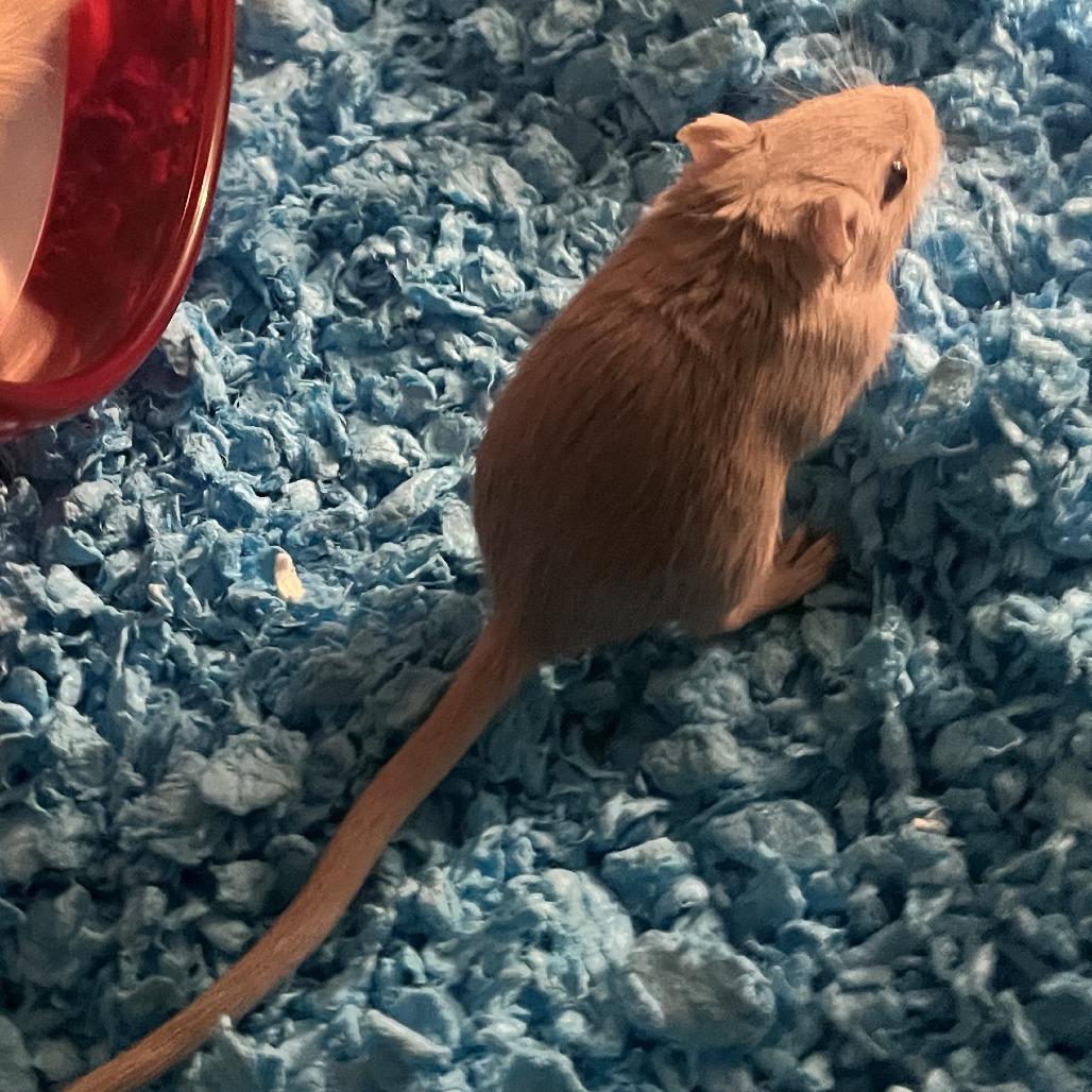 Enlarge Grey Wind with Nymeria and Lady- in foster, a Adoptable Gerbil in Springfield, MA image 3/3