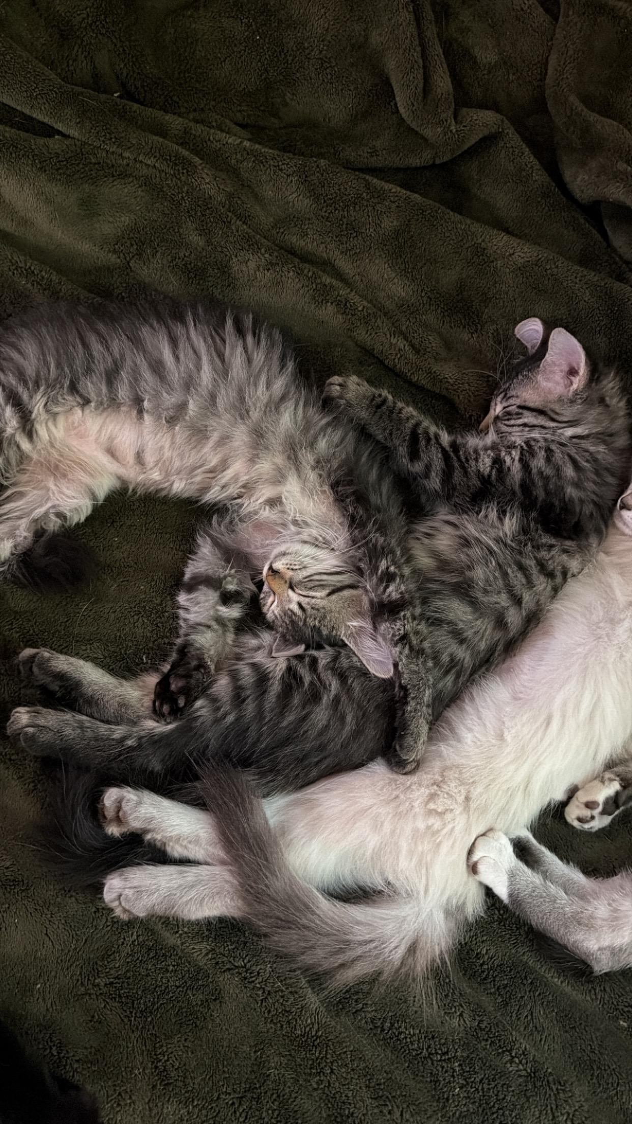 Sunkist, ADOPTABLE, Kitten Female Domestic Medium Hair.