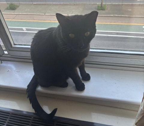 Enlarge WIllie, a Adoptable mixed breed in New York, NY image 3/4