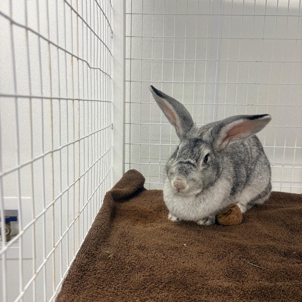 Rhonda, Adoptable, Young Female Polish & Bunny Rabbit.