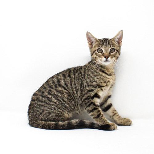 Harpy, Adopted, Kitten Female Domestic Short Hair.