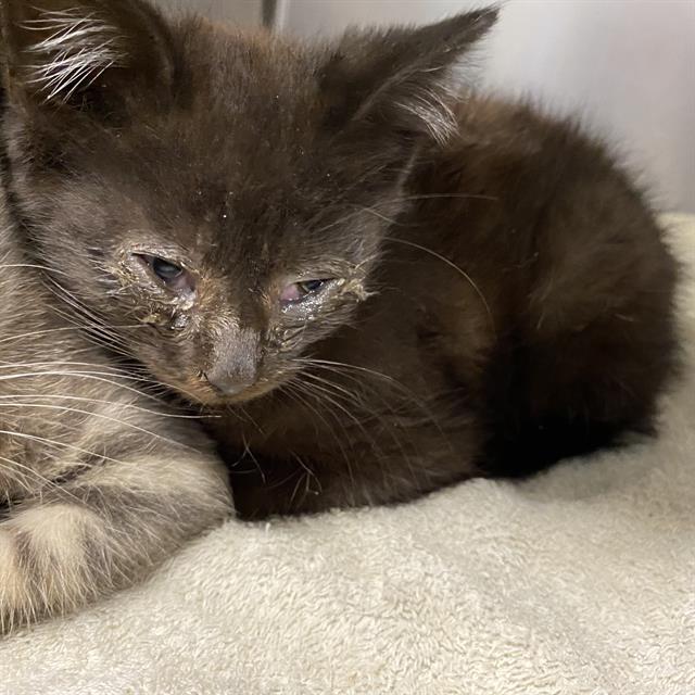 Enlarge A612005, a Adoptable Domestic Medium Hair in Modesto, CA image 1/1