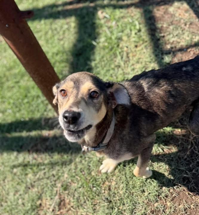Ruby, ADOPTABLE, Adult Female Mixed Breed.