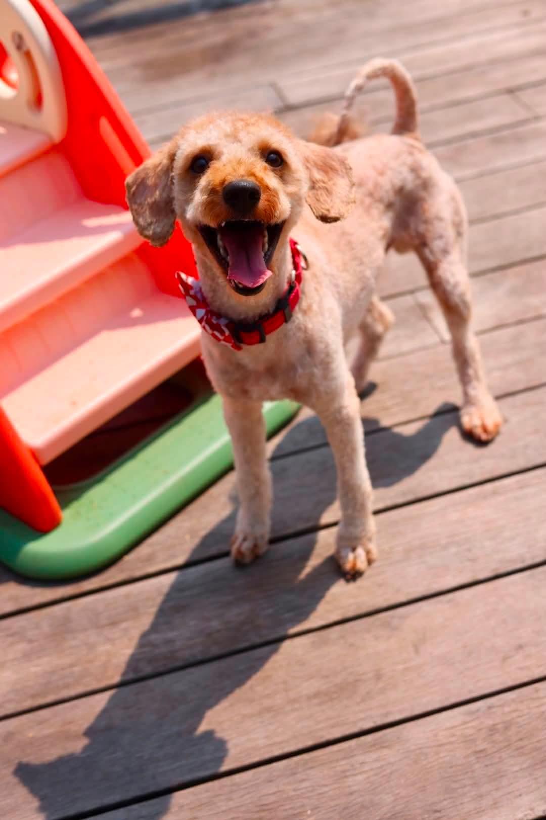 Teddy, a Adoptable Cavalier King Charles Spaniel in Duluth, MN image 2/3