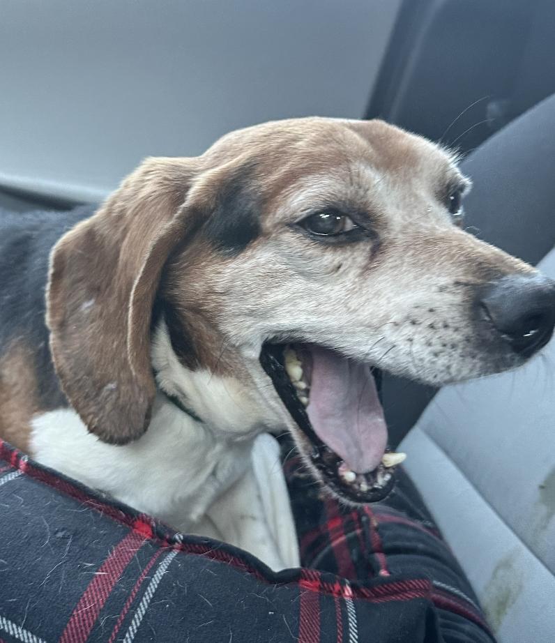 Porthos, a Adoptable mixed breed in Raleigh, NC image 1/6