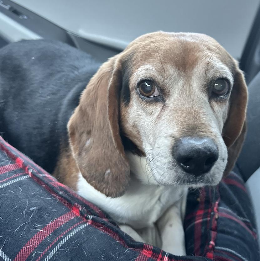 Porthos, a Adoptable mixed breed in Raleigh, NC image 2/6