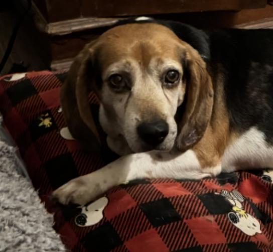 Porthos, a Adoptable mixed breed in Raleigh, NC image 3/6