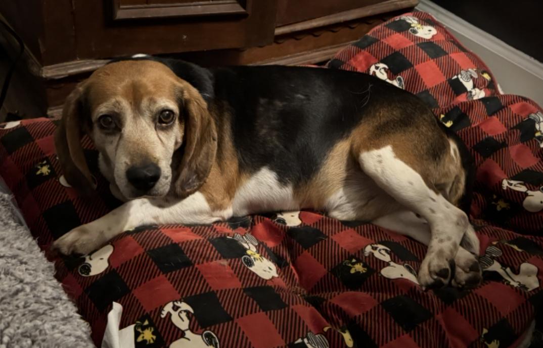 Porthos, a Adoptable mixed breed in Raleigh, NC image 4/6