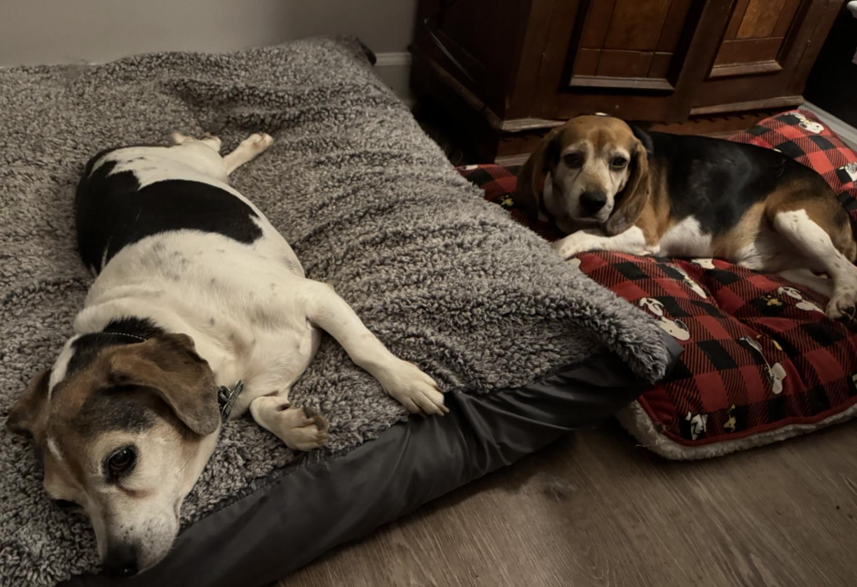 Porthos, a Adoptable mixed breed in Raleigh, NC image 5/6