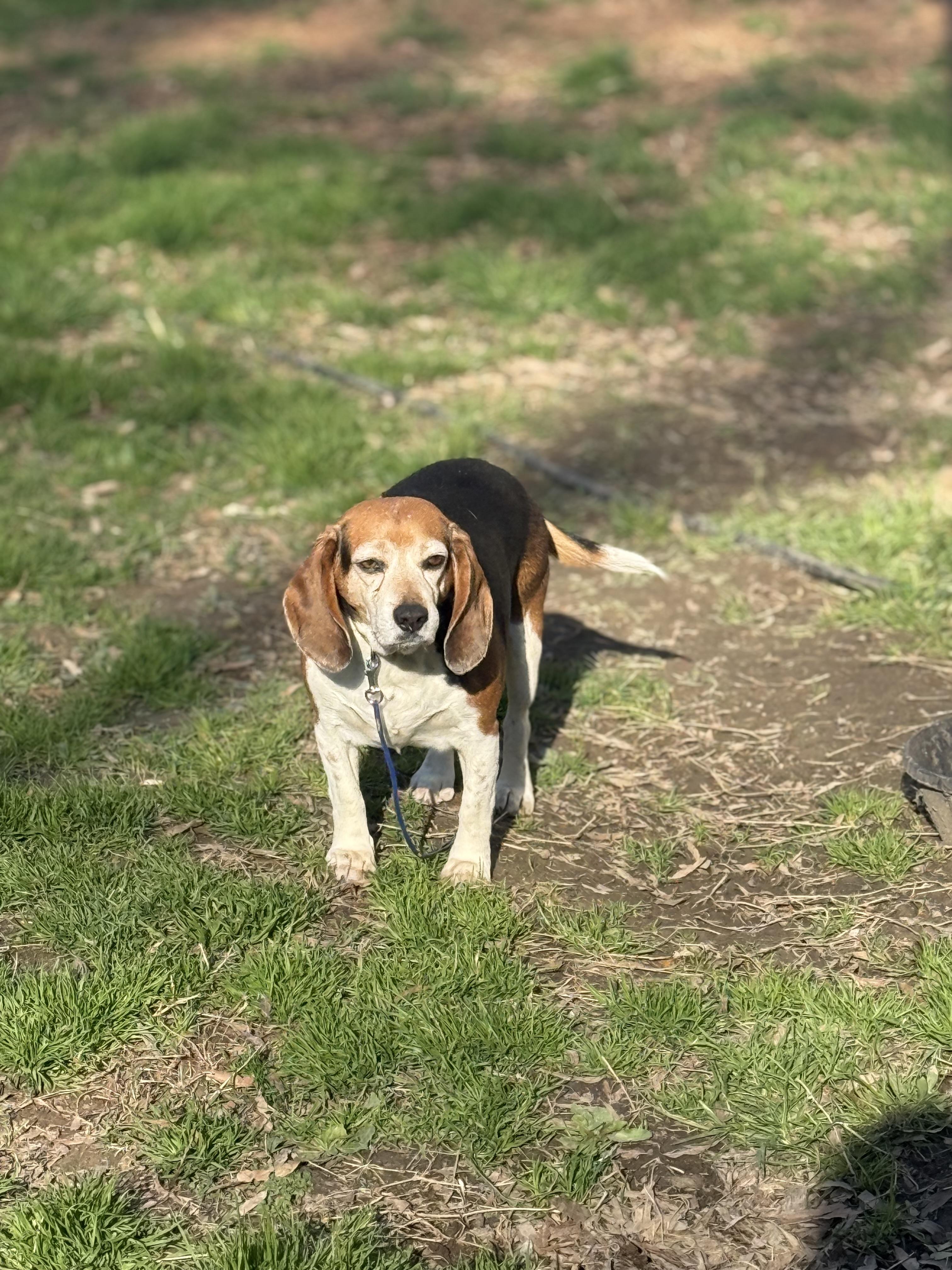 Porthos, Adoptable, Senior Male Beagle.