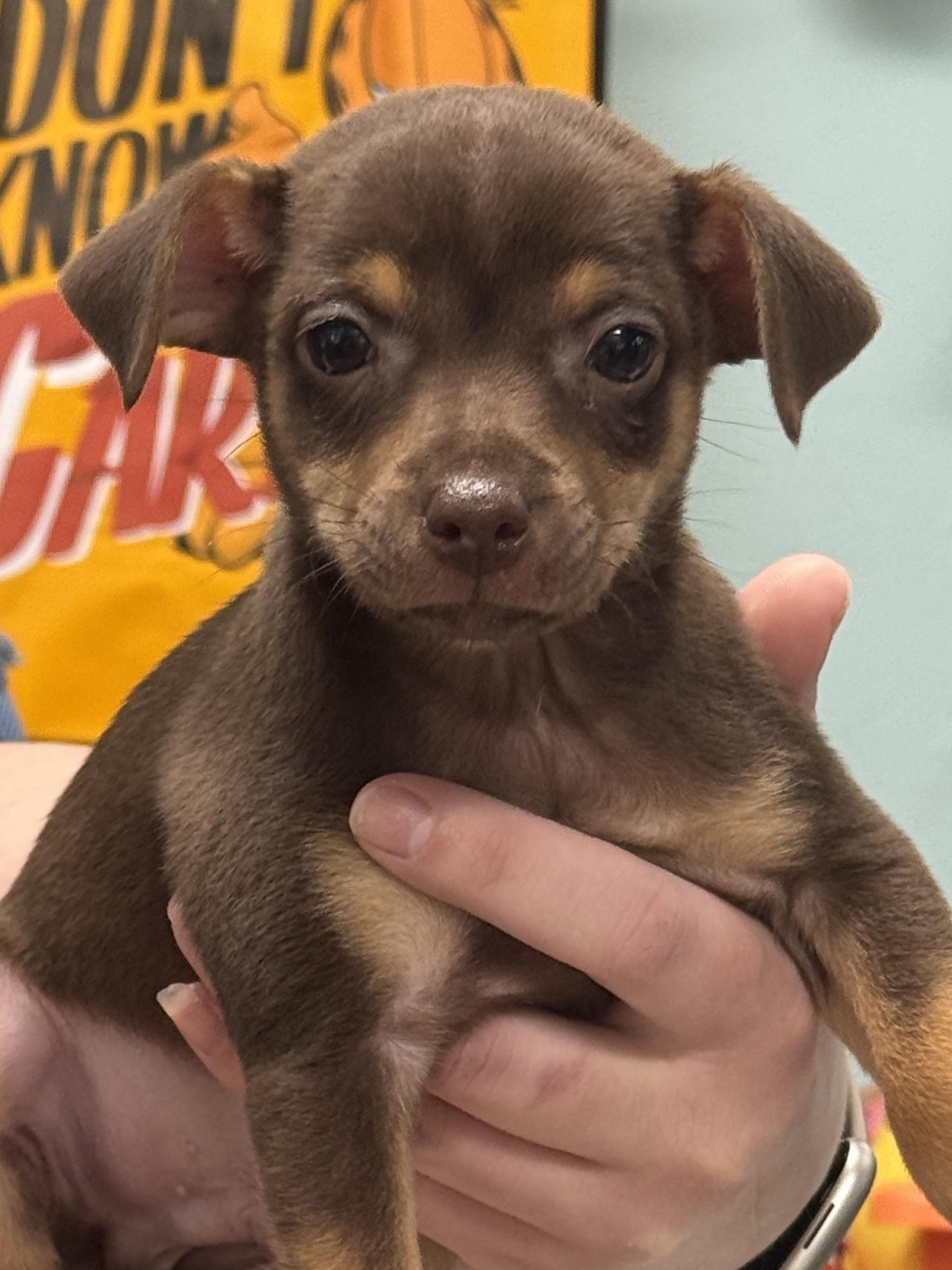 Frito, an adopted mixed breed in Baker, LA image 2/3