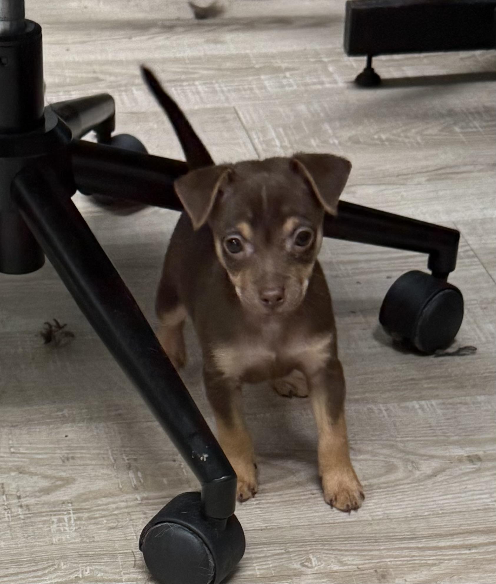 Frito, adopted, Puppy Male Chihuahua & Rat Terrier.